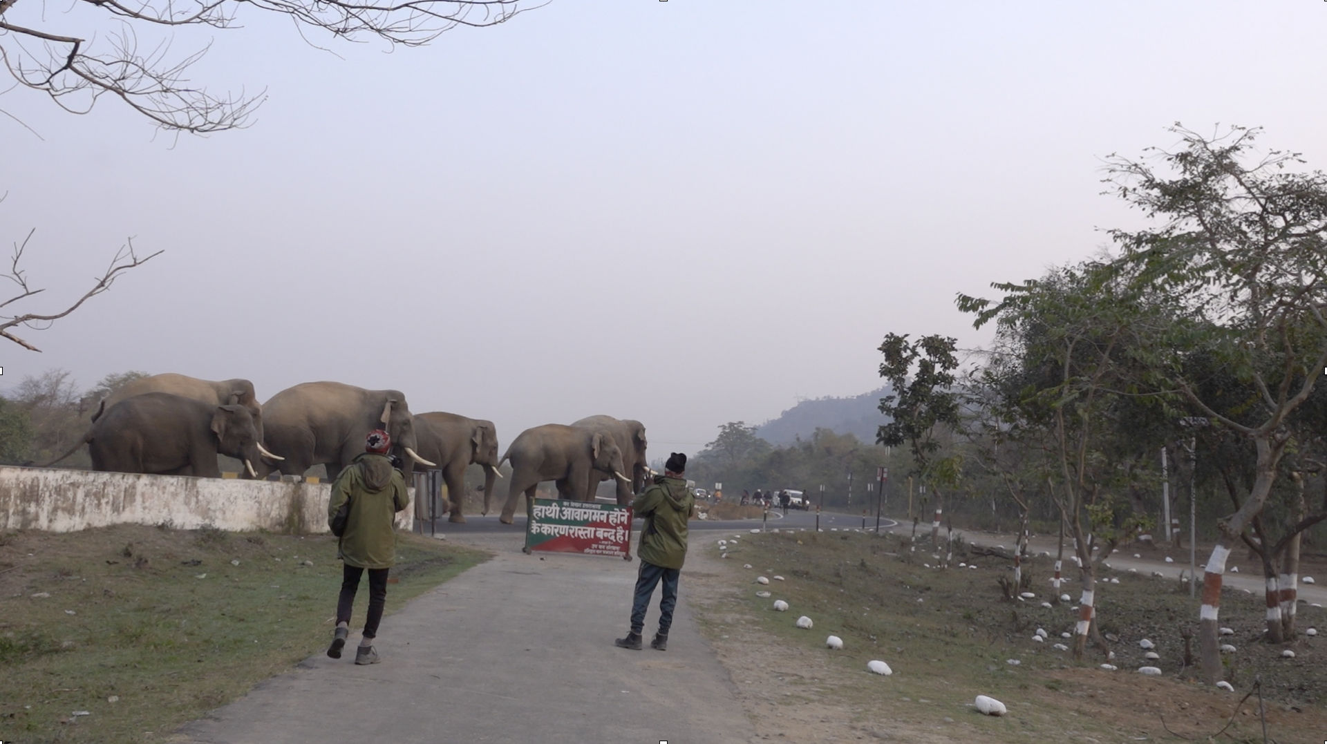 Elephants Crossing Road - Pic by Jayjit Das